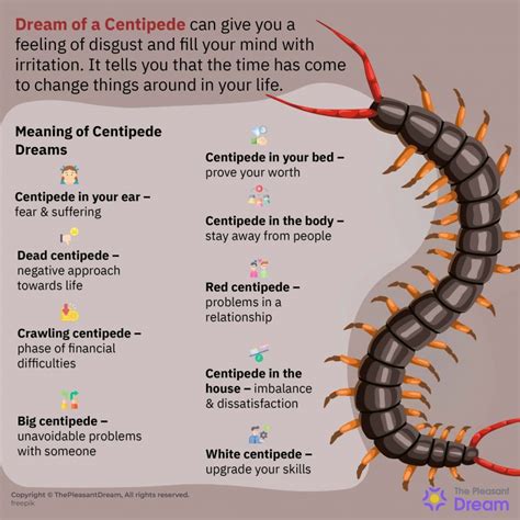 dreaming of centipedes